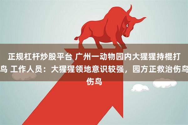 正规杠杆炒股平台 广州一动物园内大猩猩持棍打鸟 工作人员：大猩猩领地意识较强，园方正救治伤鸟
